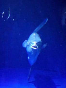 サンシャイン水族館に投稿された画像（2023/8/10）