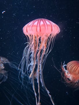 サンシャイン水族館に投稿された画像（2023/8/10）