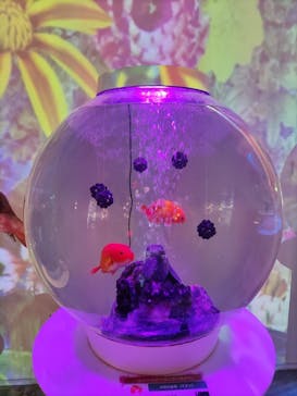 NARA KINGYO MUSEUMに投稿された画像（2023/8/10）