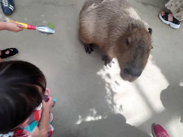 神戸どうぶつ王国に投稿された画像（2023/8/10）