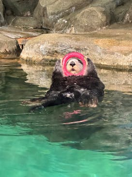 マリンワールド海の中道に投稿された画像（2023/8/10）