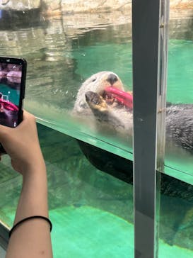 マリンワールド海の中道に投稿された画像（2023/8/10）