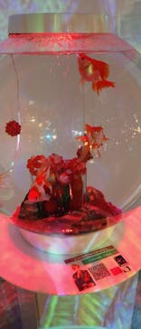 NARA KINGYO MUSEUMに投稿された画像（2023/8/10）