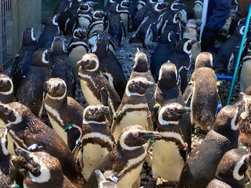 上越市立水族博物館 うみがたりに投稿された画像（2023/8/10）