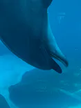 名古屋港水族館に投稿された画像（2023/8/10）