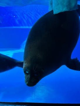 サンシャイン水族館に投稿された画像（2023/8/10）