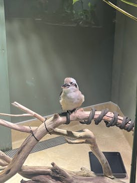 カワスイ 川崎⽔族館に投稿された画像（2023/8/10）