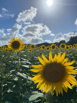 成田ゆめ牧場に投稿された画像（2023/8/10）