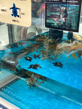 名古屋港水族館に投稿された画像（2023/8/10）