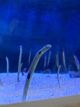 名古屋港水族館に投稿された画像（2023/8/10）