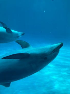 名古屋港水族館に投稿された画像（2023/8/10）