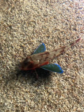 名古屋港水族館に投稿された画像（2023/8/10）