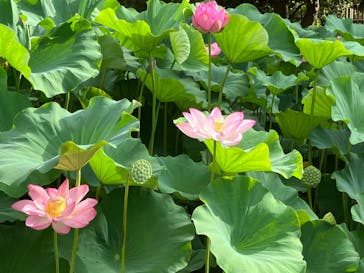 三溪園に投稿された画像（2023/8/11）