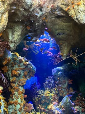 サンシャイン水族館に投稿された画像（2023/8/11）