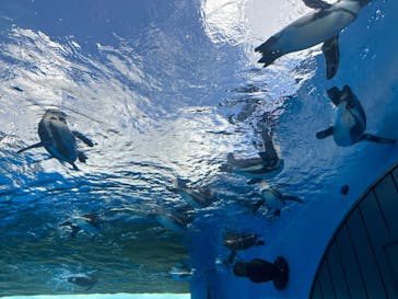 サンシャイン水族館に投稿された画像（2023/8/11）