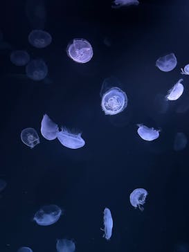 サンシャイン水族館に投稿された画像（2023/8/11）