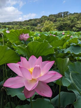 三溪園に投稿された画像（2023/8/11）