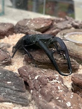 JOYPOLIS 特別イベントスペースに投稿された画像（2023/8/11）