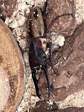 JOYPOLIS 特別イベントスペースに投稿された画像（2023/8/11）