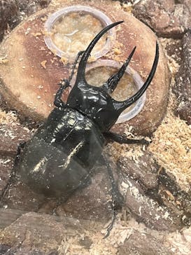 JOYPOLIS 特別イベントスペースに投稿された画像（2023/8/11）