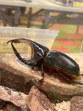 JOYPOLIS 特別イベントスペースに投稿された画像（2023/8/11）