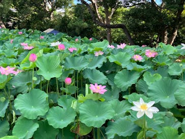 三溪園に投稿された画像（2023/8/11）