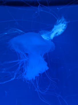 アクアワールド茨城県大洗水族館に投稿された画像（2023/8/11）