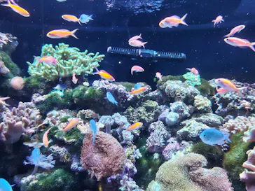 マクセル アクアパーク品川に投稿された画像（2023/8/11）