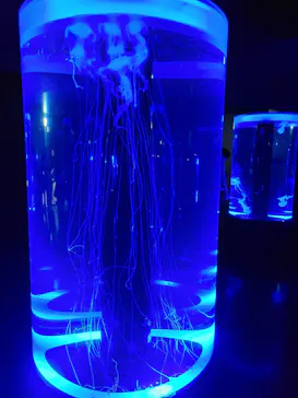 マクセル アクアパーク品川に投稿された画像（2023/8/11）