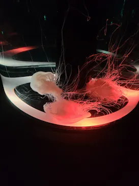 マクセル アクアパーク品川に投稿された画像（2023/8/11）