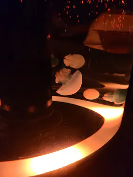 マクセル アクアパーク品川に投稿された画像（2023/8/11）