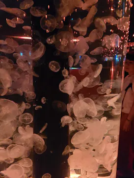 マクセル アクアパーク品川に投稿された画像（2023/8/11）