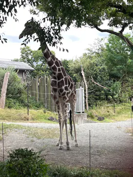 天王寺動物園に投稿された画像（2023/8/11）