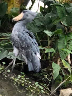 神戸どうぶつ王国に投稿された画像（2023/8/11）
