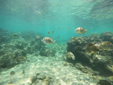 武藤潜水に投稿された画像（2023/8/11）