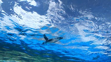 サンシャイン水族館に投稿された画像（2023/8/11）