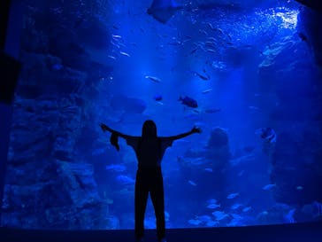 京都水族館に投稿された画像（2023/8/11）