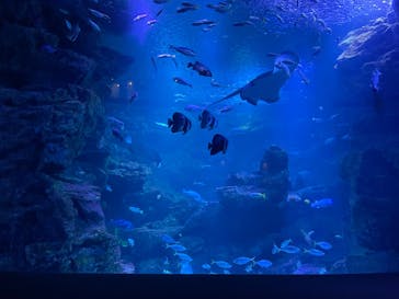 京都水族館に投稿された画像（2023/8/11）