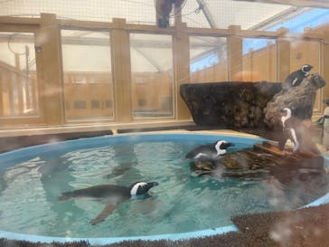 名古屋港水族館に投稿された画像（2023/8/11）