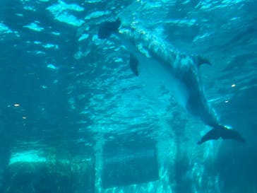 名古屋港水族館に投稿された画像（2023/8/11）