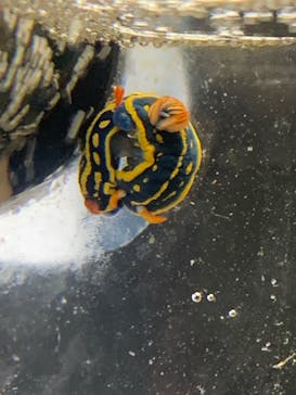 城崎マリンワールドに投稿された画像（2023/8/11）