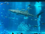 沖縄美ら海水族館に投稿された画像（2023/8/11）