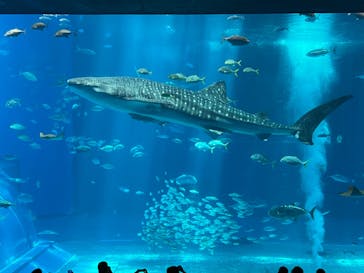 沖縄美ら海水族館に投稿された画像（2023/8/11）
