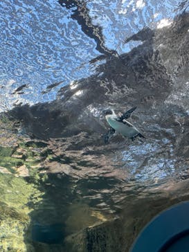 京都鉄道博物館×京都水族館に投稿された画像（2023/8/11）