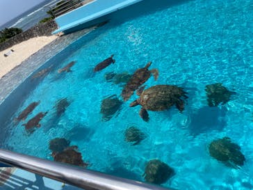 沖縄美ら海水族館に投稿された画像（2023/8/11）