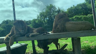 那須サファリパークに投稿された画像（2023/8/11）