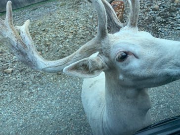 那須サファリパークに投稿された画像（2023/8/11）