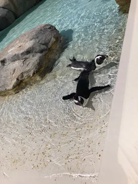 仙台うみの杜水族館に投稿された画像（2023/8/11）
