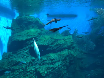 仙台うみの杜水族館に投稿された画像（2023/8/11）