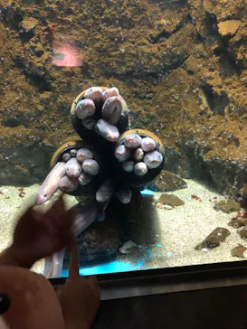 仙台うみの杜水族館に投稿された画像（2023/8/11）
